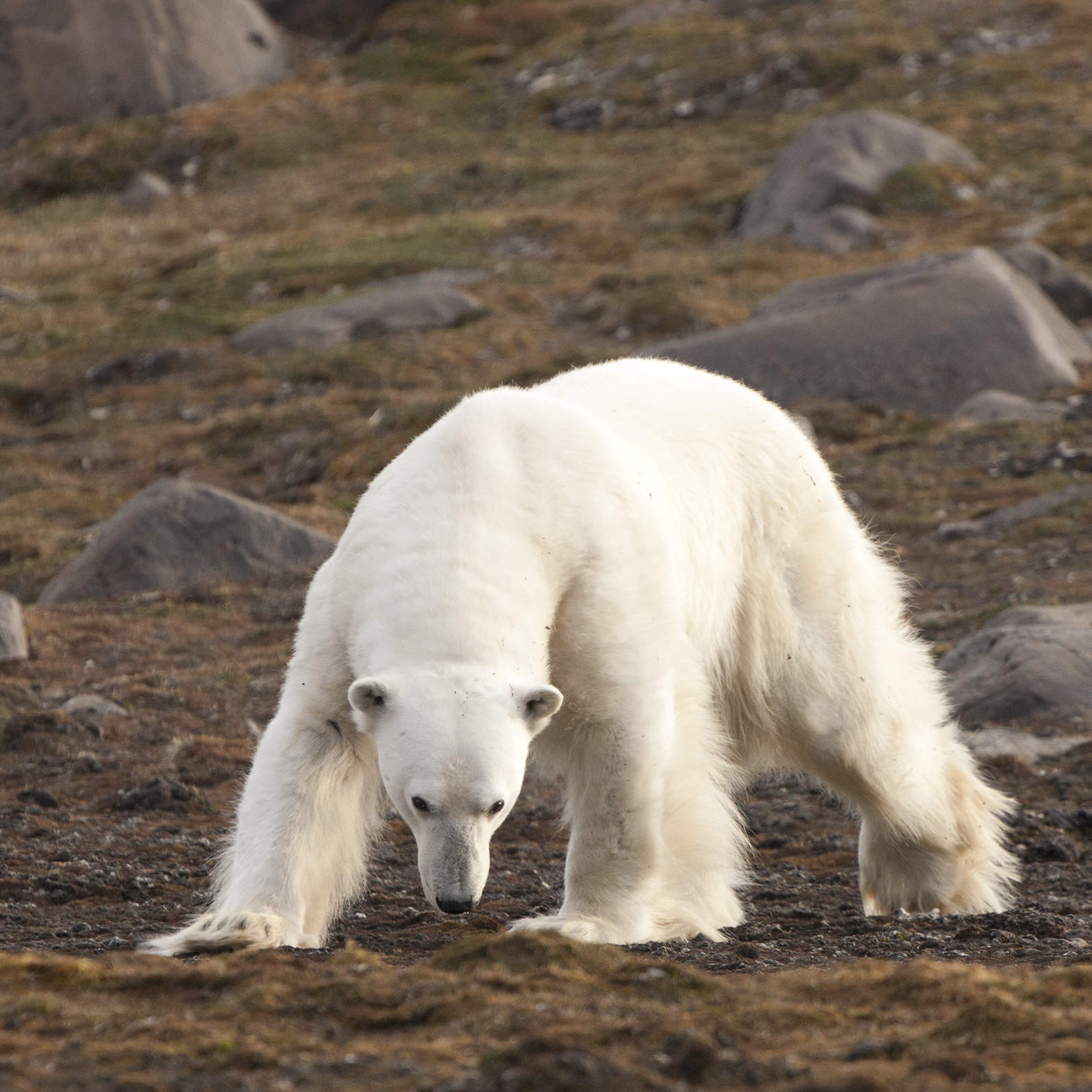 UTEN NÅDE – Isbjørn og mennesker på Svalbard