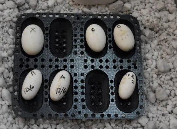 Egg beholder til inkubator