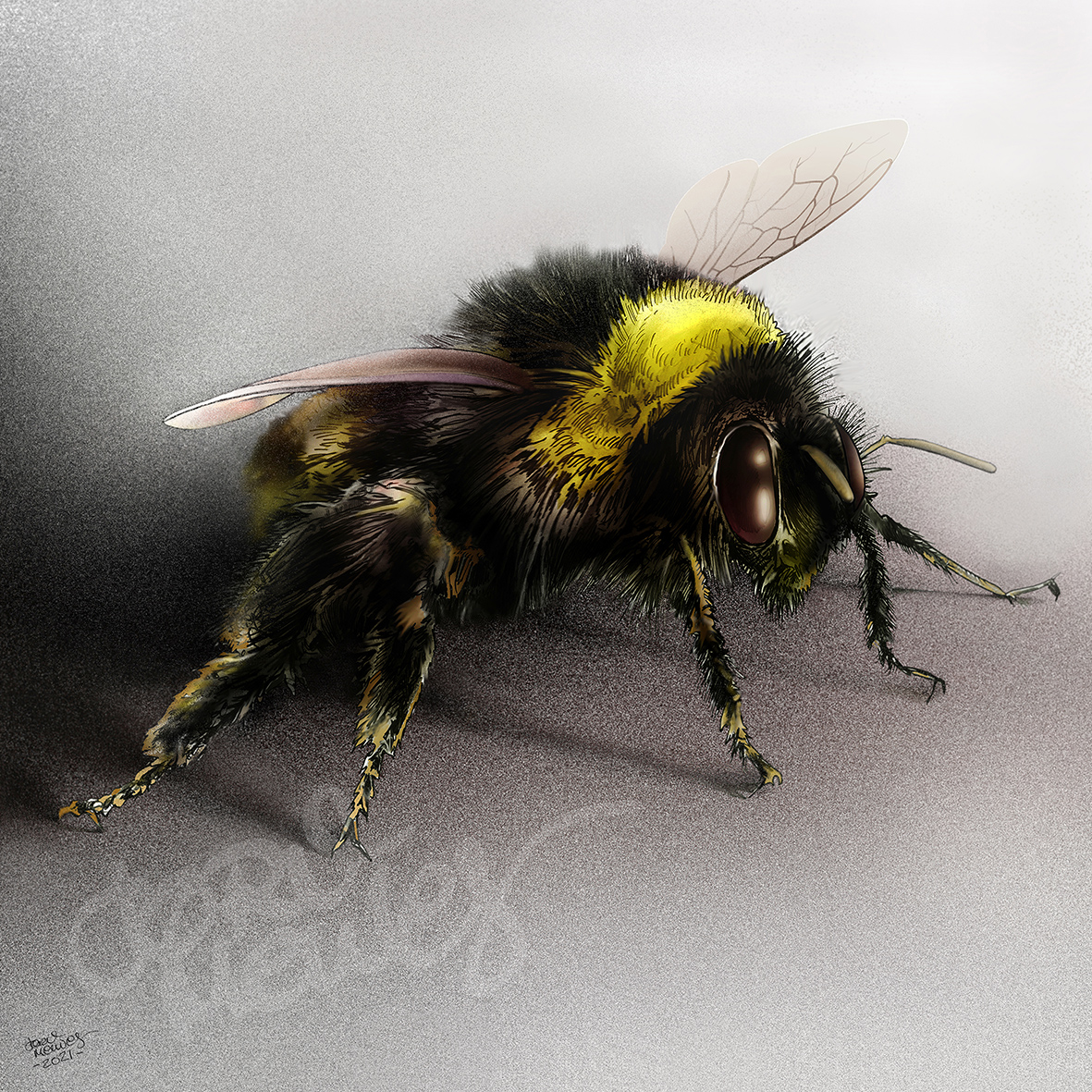 Humlesus / Bumblebee av Jørn Melnes