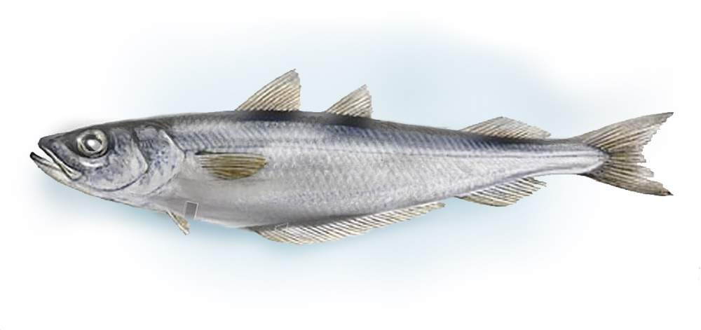 Blue whiting