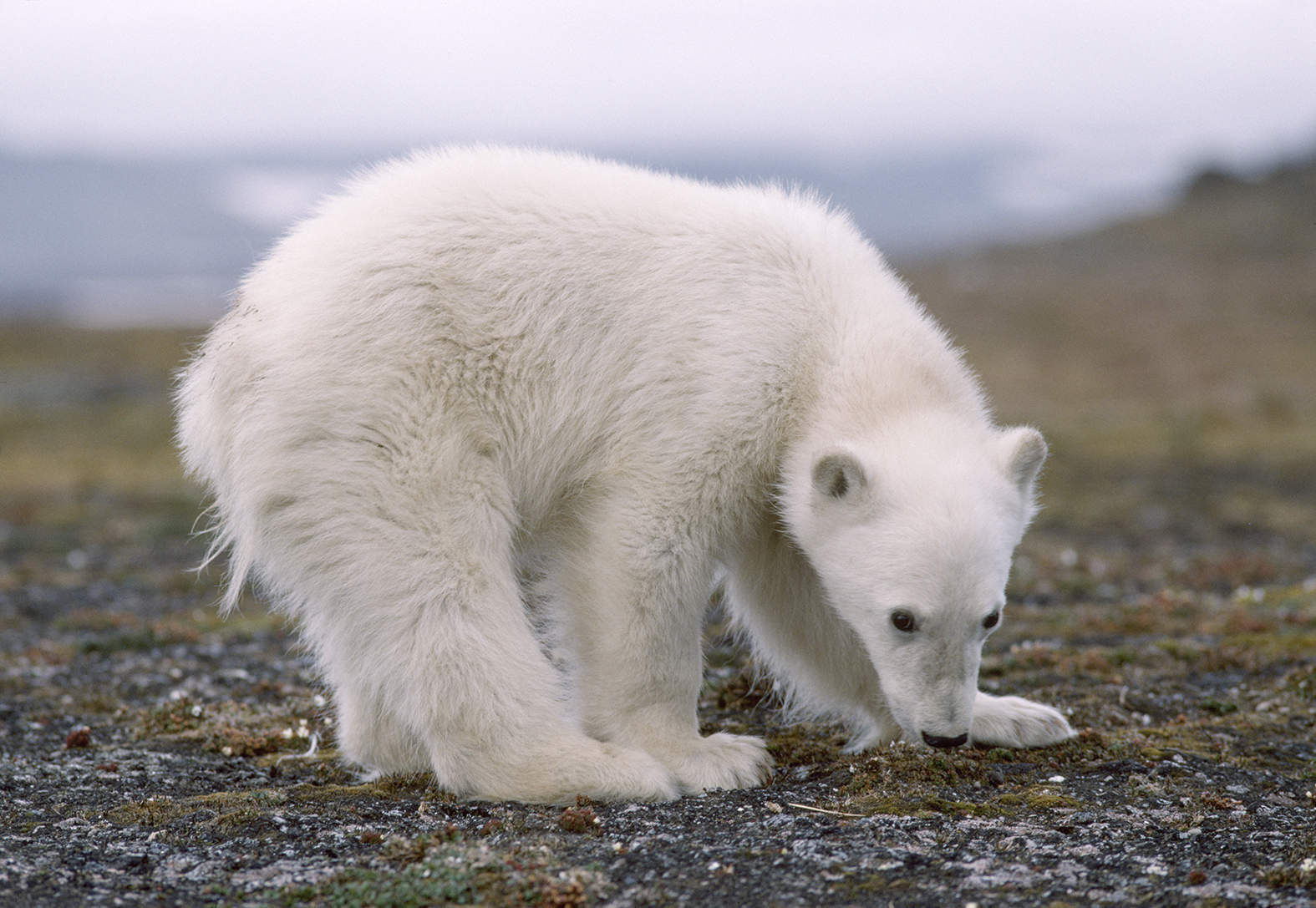 UTEN NÅDE – Isbjørn og mennesker på Svalbard